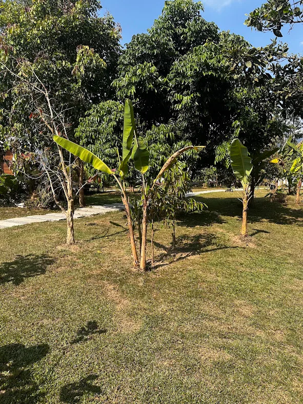 The tropical garden at Cosy Garden Khao Sok