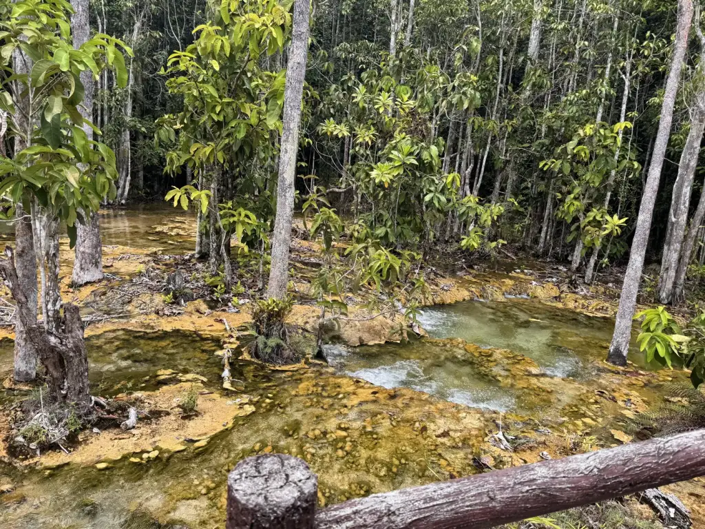 A clear stream and roots along the path to the Emerald Pool, Krabi