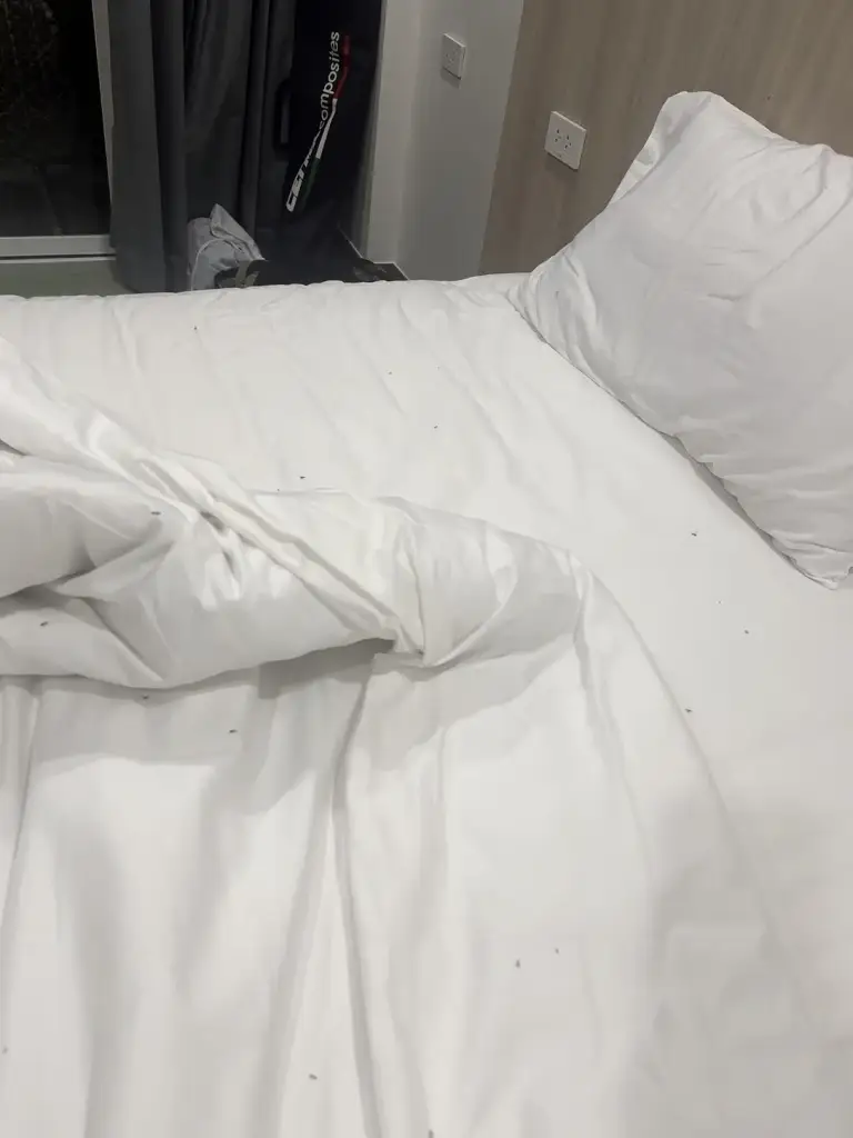Kleine Insekten auf dem Bettlaken in einem Zimmer im neuen Flügel des Long Bay Resort