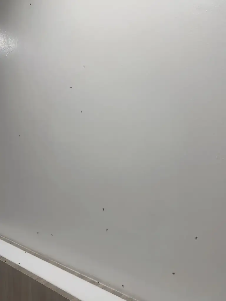 Kleine Insekten an der Wand über dem Bett, neuer Flügel des Long Bay Resort