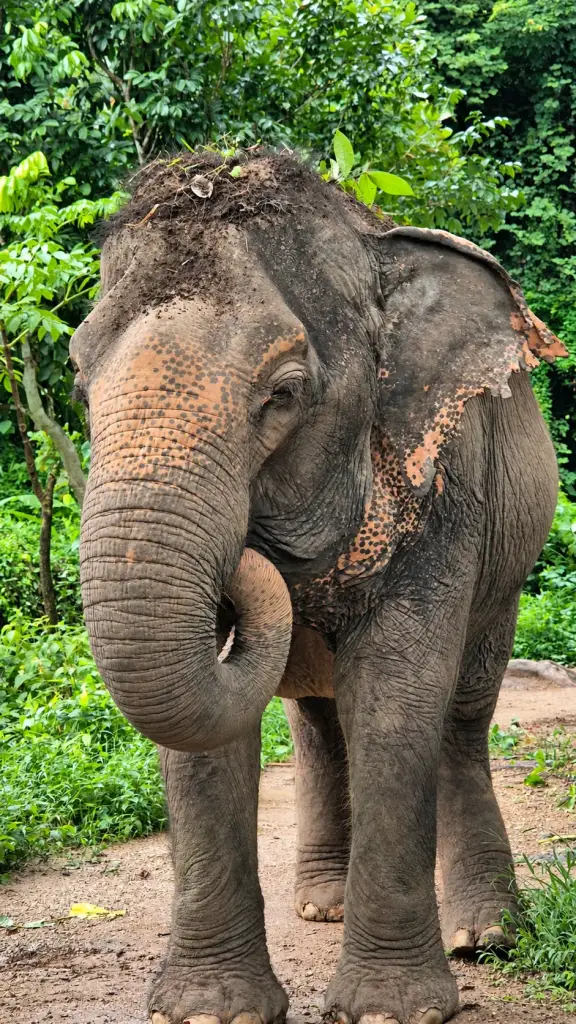 Elephant with a curled trunk at Phuket Elephant Nature Reserve