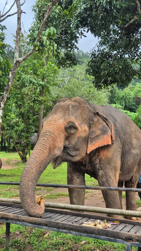 Elephant eating from a feeder at an elephant reserve in Phuket