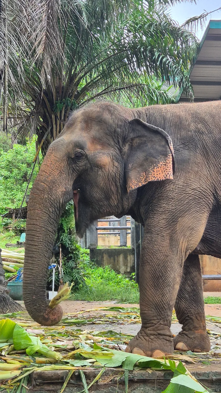 Elephant eating bananas from a feeder at Phuket Elephant Nature Reserve