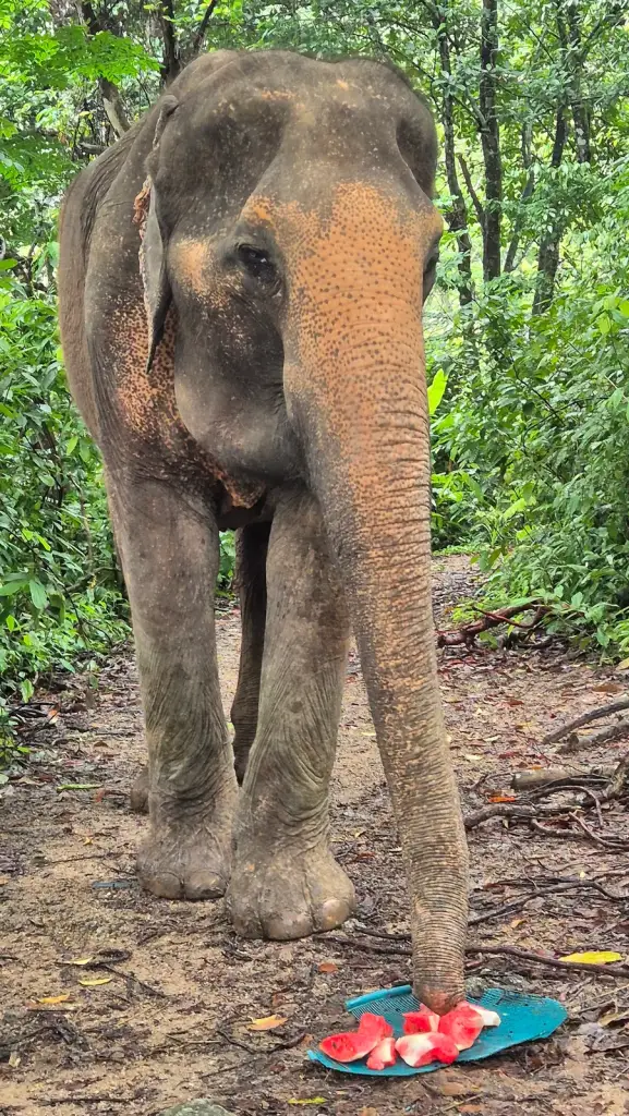 Elephant standing on a forest path at Phuket Elephant Nature Reserve