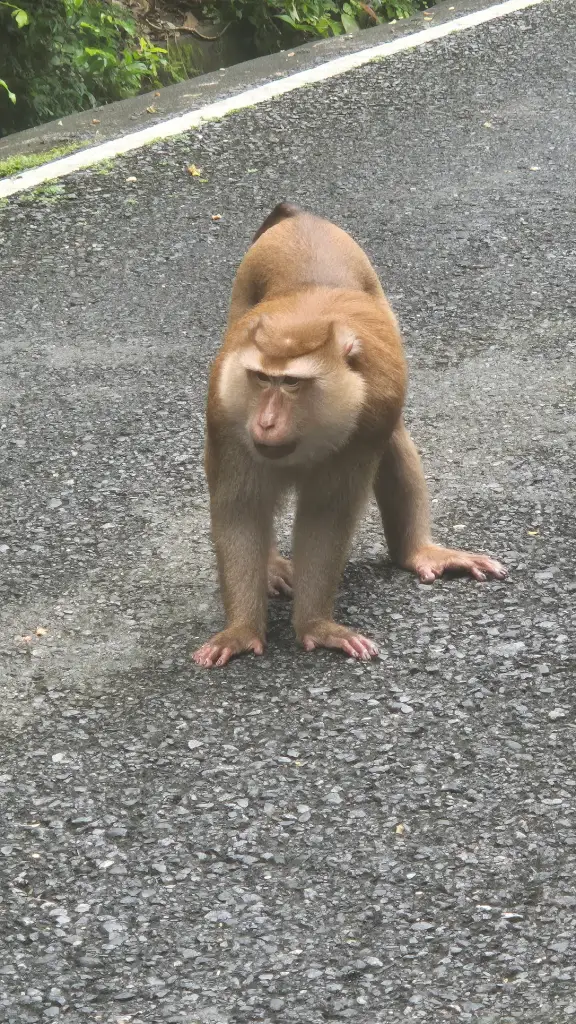 Macaque on the road at Monkey Hill (Khao To Sae), Phuket Town