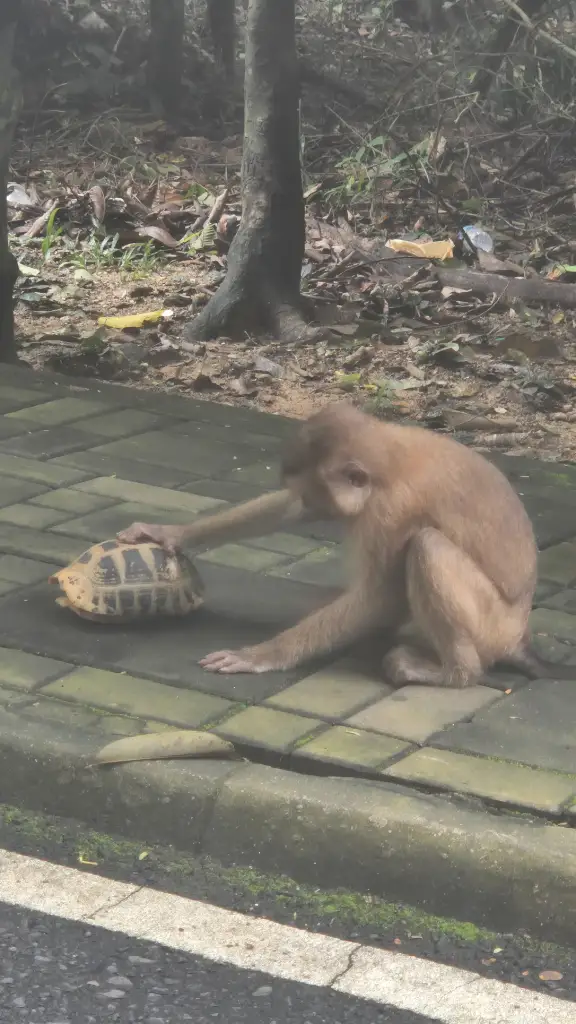 Young macaque next to a tortoise on the pavement at Monkey Hill, Phuket