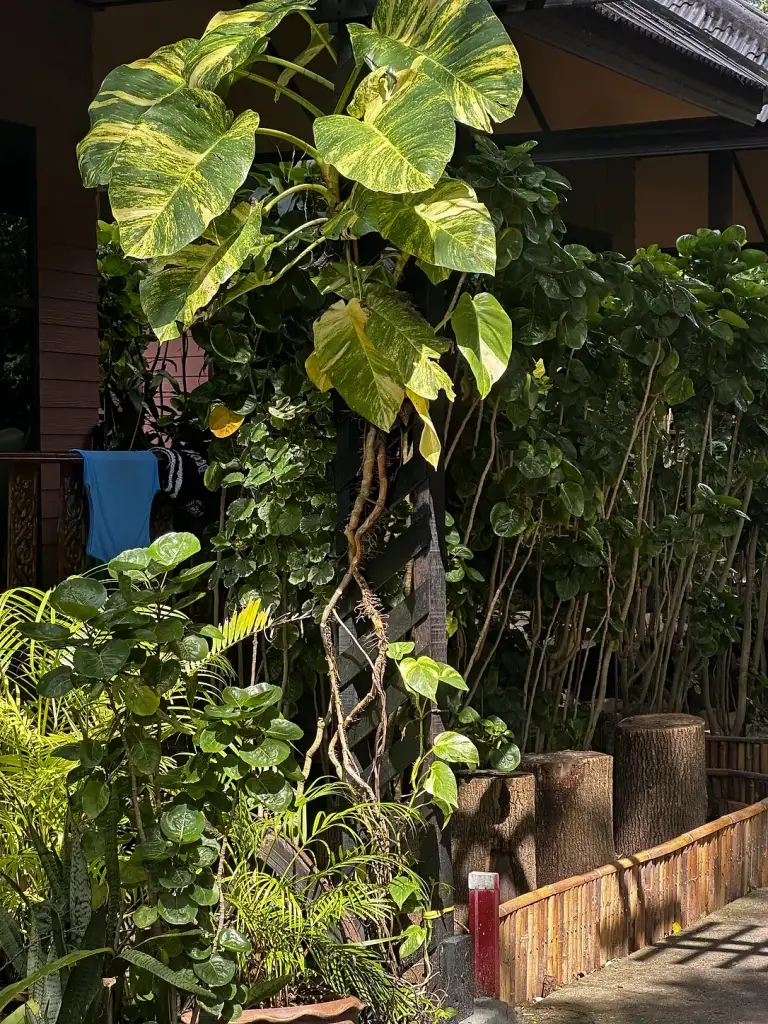 Tropical greenery in the garden at Sairee Cottage Resort