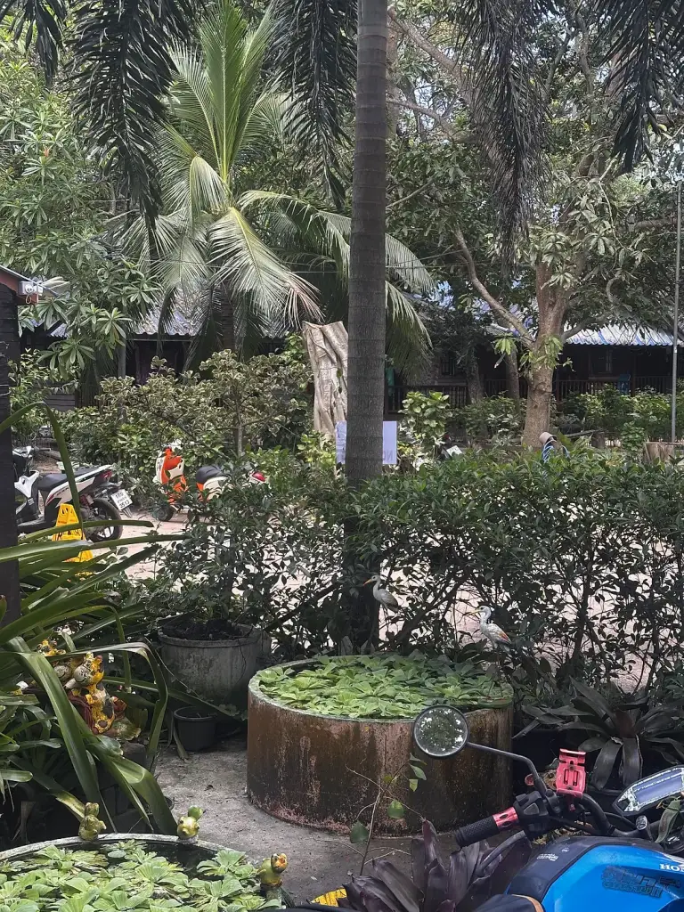 Der Garten und die Wege im SB Cabana